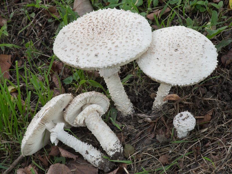 Amanita vittadinii